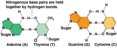 Hydrogen bonding between DNA base pairs