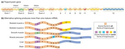 Diagram of alternative splicing in the tropomyosin gene
