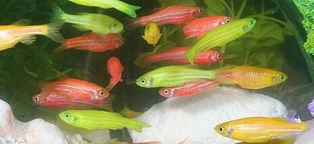 Group of GloFish with various fluorescent colors