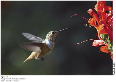 Hummingbird interacting with flower, representing life