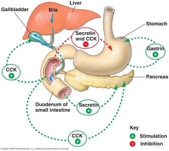 General Biology Animal Nutrition Study Guide for Exams | Notes