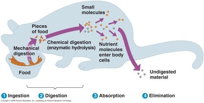 General Biology Animal Nutrition Study Guide for Exams | Notes