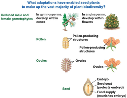 Adaptations of seed plants: reduced gametophytes, pollen, ovules, seeds