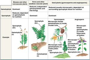 Comparison of gametophyte and sporophyte dominance in plant groups