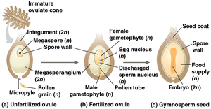 Development of ovule to seed in gymnosperms