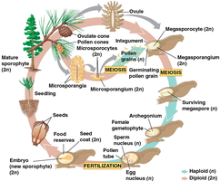 Life cycle of a pine, showing alternation of generations and seed development
