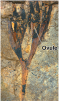 Fossil ovule from early seed plants