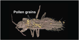 Insect with pollen grains, illustrating animal pollination
