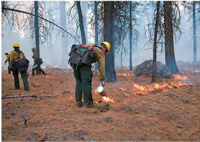 Firefighters conducting a prescribed burn in a forest