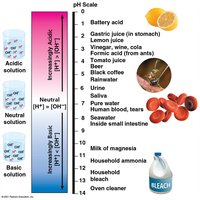 pH scale with examples of biological and household substances