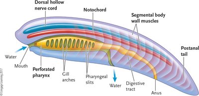 Diagram of a generalized chordate body plan
