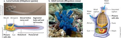 Larval and adult tunicate anatomy