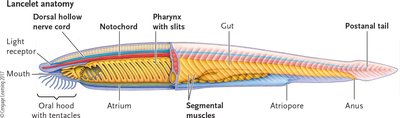 Lancelet anatomy and body plan