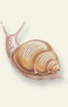 Hox gene clusters in animal evolution