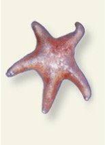 Hagfish producing slime as a defense mechanism