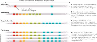 Sea lamprey mouth showing circular rows of teeth
