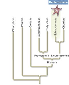 Phylogenetic tree showing Deuterostomia, including Echinodermata and Chordata