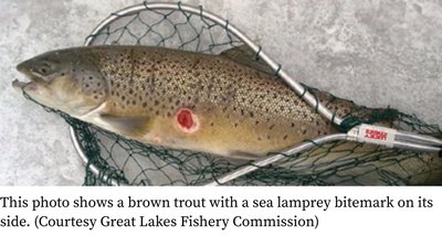 Claspers on a cartilaginous fish (male reproductive structure)