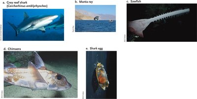 Phylogenetic tree highlighting Actinopterygii and Sarcopterygii