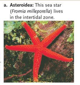 Sea star (Asteroidea) in the intertidal zone