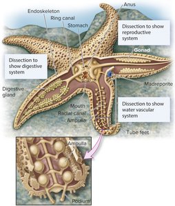 Internal anatomy of a sea star, showing water vascular system and tube feet