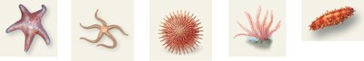 Representative echinoderm classes: sea star, brittle star, sea urchin, feather star, sea cucumber