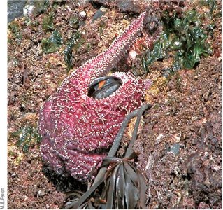 Sea star feeding on a mussel
