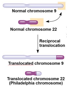 Philadelphia chromosome formation