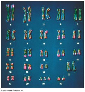Human karyotype