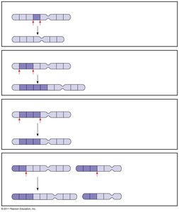 Types of chromosome structural changes