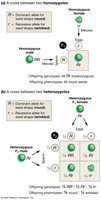 Punnett squares for monohybrid crosses