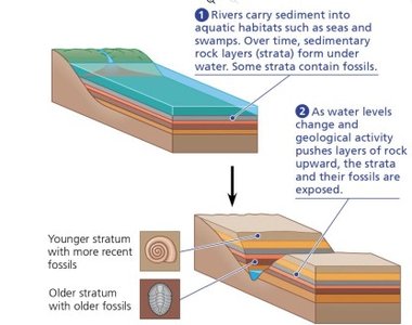 Diagram of sedimentary rock strata and fossil formation