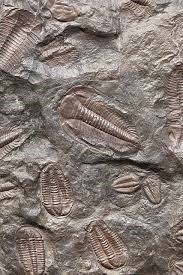 Fossilized trilobites in rock