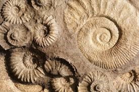 Fossilized ammonites in rock