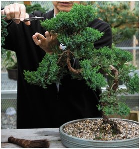 Person pruning bonsai tree as example of acquired traits