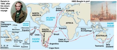 Diagram of Darwin's finches showing adaptive radiation