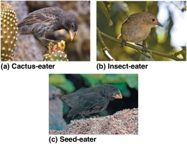 Photos of finches with different beak types