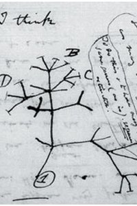 Diagram showing descent with modification and diversity of life