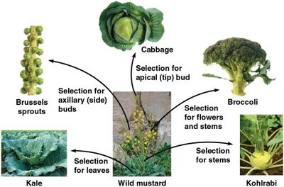 Diagram showing artificial selection in wild mustard