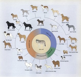 Diagram showing artificial selection in dogs