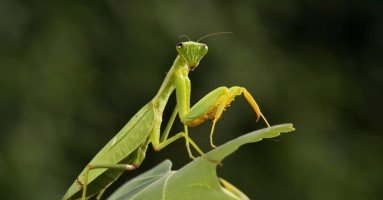 Mantis on a leaf, demonstrating flexible neck