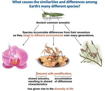 Diagram showing descent with modification among mantis species