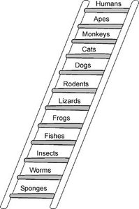 Scala naturae ladder diagram