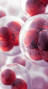 Microscopic image of stem cells