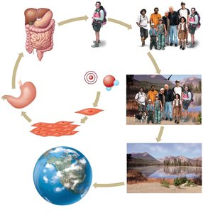 Diagram showing levels of biological organization from cells to biosphere