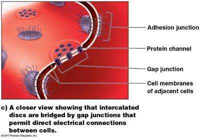 Intercalated discs and gap junctions in cardiac muscle