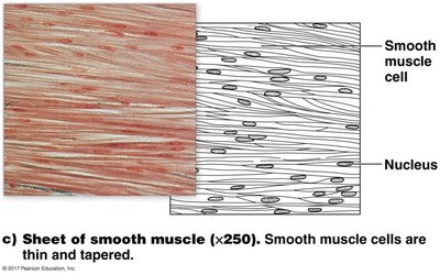 Smooth muscle tissue