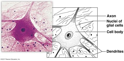 Parts of a neuron
