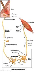 Neural conduction through sensory, interneuron, and motor neuron