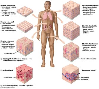 Diagram of epithelial tissue types and glandular epithelia
